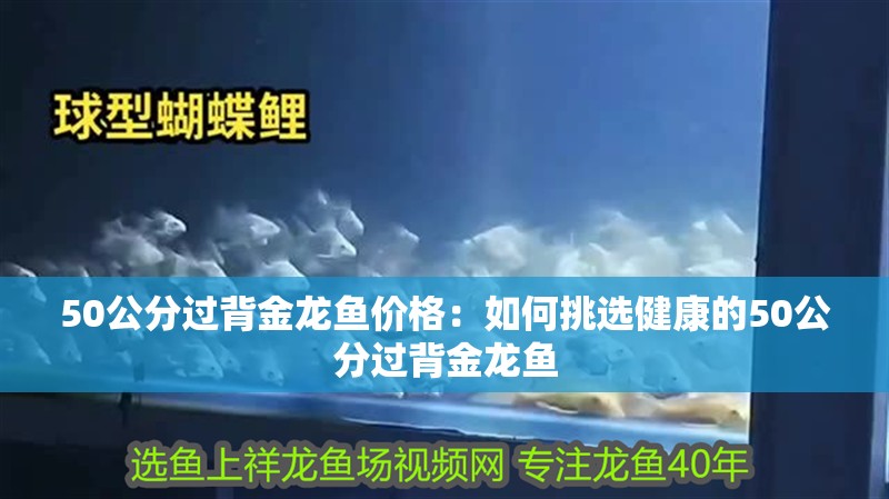 50公分過背金龍魚價格：如何挑選健康的50公分過背金龍魚