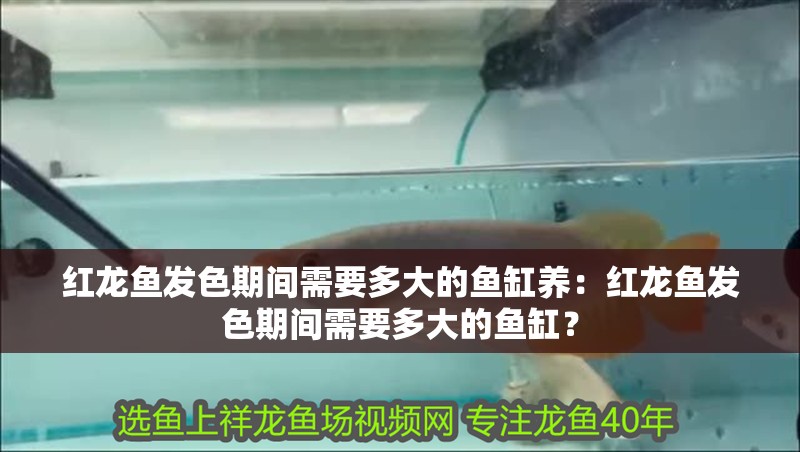紅龍魚發色期間需要多大的魚缸養：紅龍魚發色期間需要多大的魚缸？