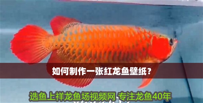 如何制作一張紅龍魚壁紙？