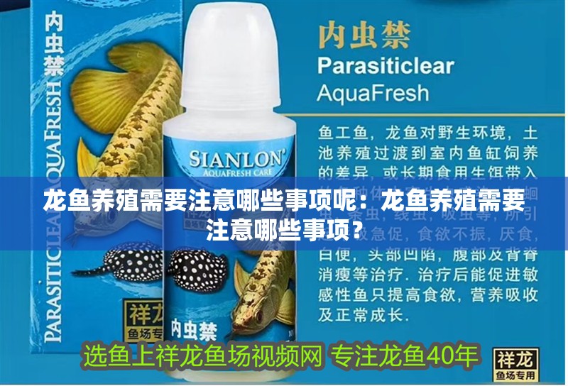 龍魚養殖需要注意哪些事項呢：龍魚養殖需要注意哪些事項？