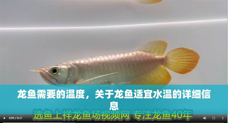 龍魚需要的溫度，關于龍魚適宜水溫的詳細信息
