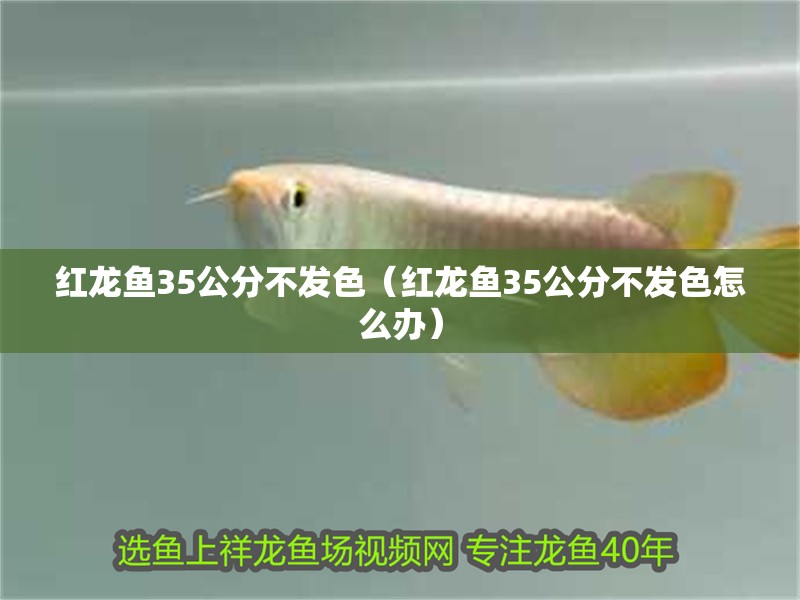 紅龍魚35公分不發(fā)色（紅龍魚35公分不發(fā)色怎么辦）