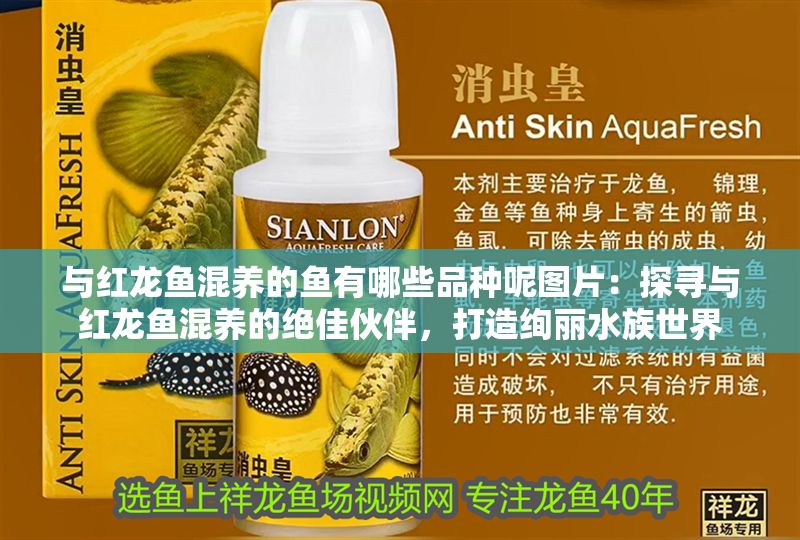 與紅龍魚混養的魚有哪些品種呢圖片：探尋與紅龍魚混養的絕佳伙伴，打造絢麗水族世界