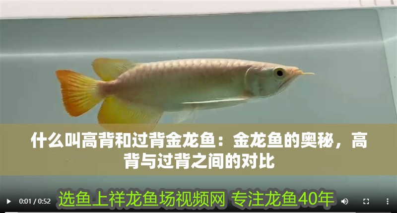 什么叫高背和過背金龍魚：金龍魚的奧秘，高背與過背之間的對比 什么叫高背和過背金龍魚：金龍魚的奧秘，高背與過背之間的對比 水族問答