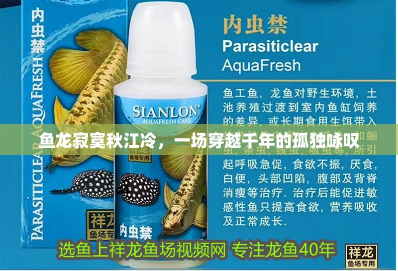 魚龍寂寞秋江冷，一場穿越千年的孤獨(dú)詠嘆