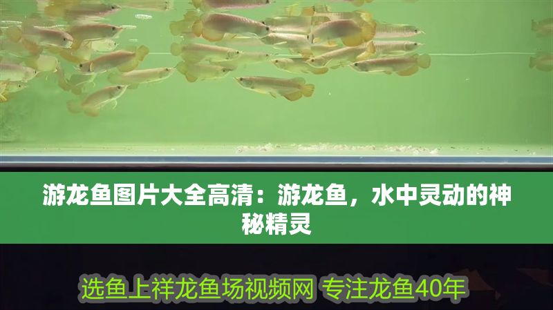 游龍魚圖片大全高清：游龍魚，水中靈動(dòng)的神秘精靈