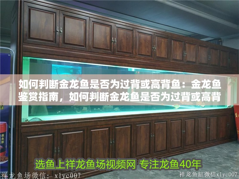 如何判斷金龍魚(yú)是否為過(guò)背或高背魚(yú)：金龍魚(yú)鑒賞指南，如何判斷金龍魚(yú)是否為過(guò)背或高背