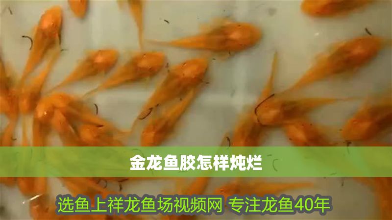金龍魚膠怎樣燉爛