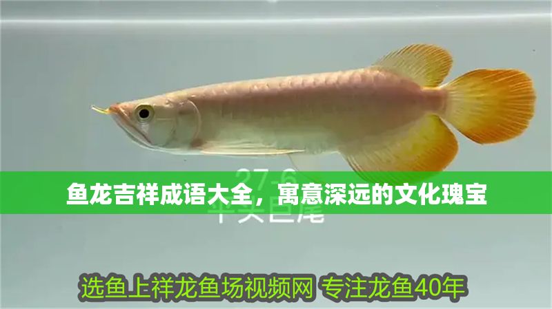 魚龍吉祥成語大全，寓意深遠的文化瑰寶 魚龍吉祥成語大全，寓意深遠的文化瑰寶 龍魚百科 第1張