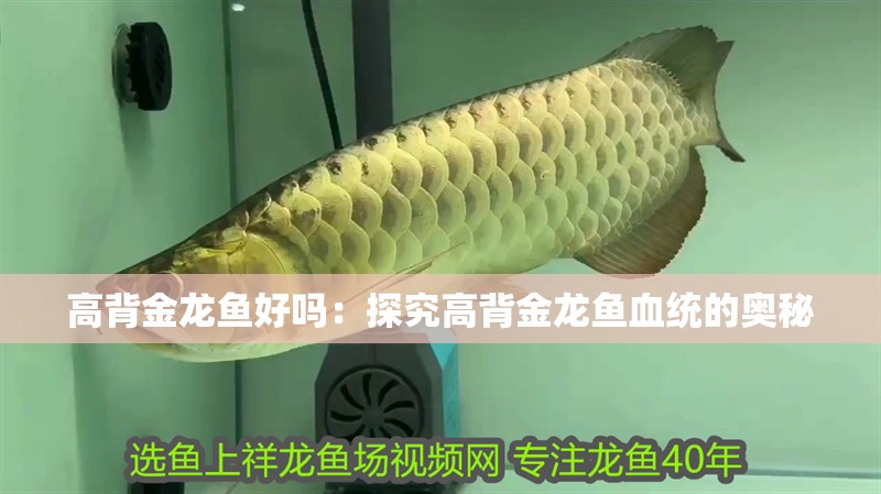高背金龍魚好嗎：探究高背金龍魚血統(tǒng)的奧秘