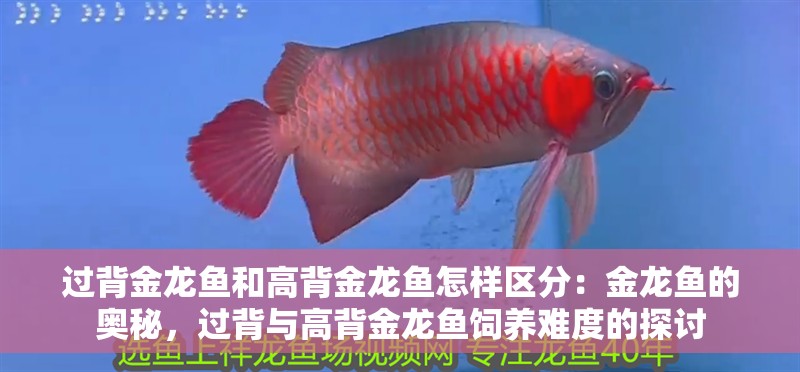 過背金龍魚和高背金龍魚怎樣區分：金龍魚的奧秘，過背與高背金龍魚飼養難度的探討