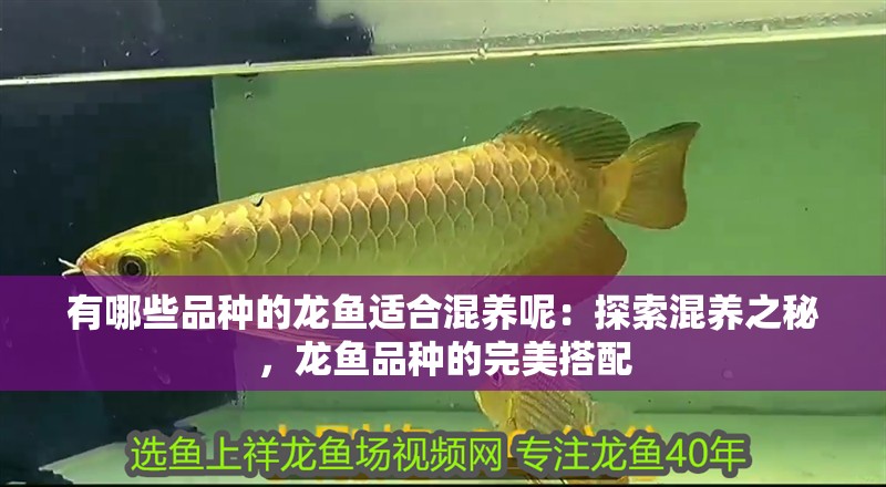 有哪些品種的龍魚適合混養(yǎng)呢：探索混養(yǎng)之秘，龍魚品種的完美搭配