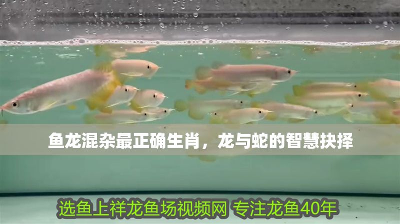 魚(yú)龍混雜最正確生肖，龍與蛇的智慧抉擇
