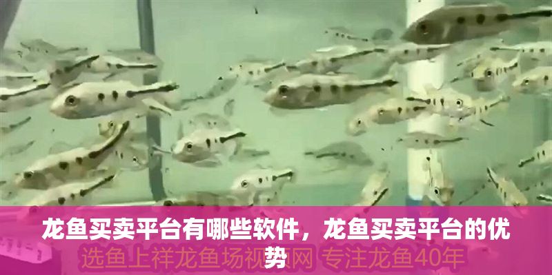 龍魚買賣平臺有哪些軟件，龍魚買賣平臺的優(yōu)勢