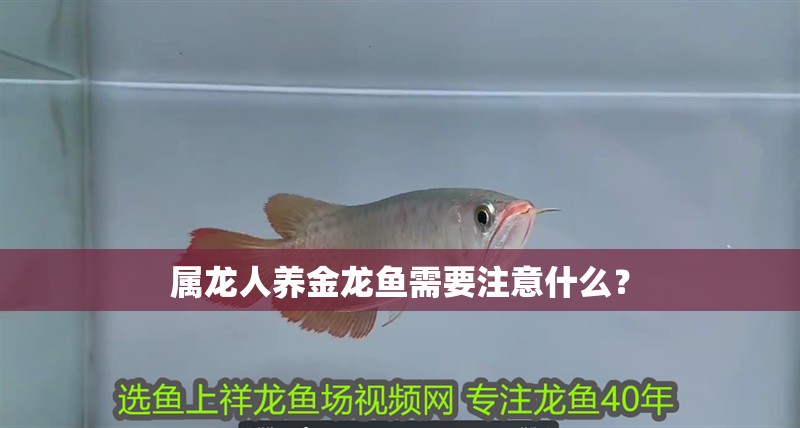 屬龍人養金龍魚需要注意什么？ 屬龍人養金龍魚需要注意什么？ 龍魚百科