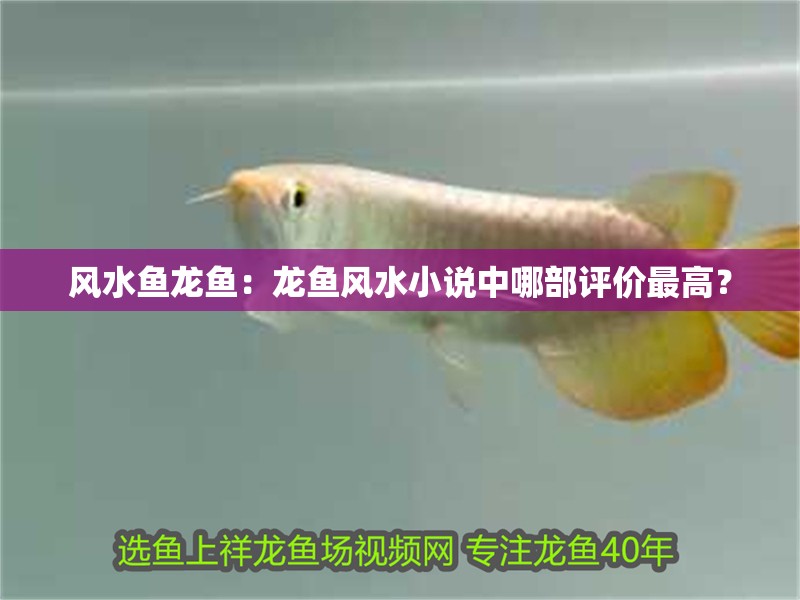 風水魚龍魚：龍魚風水小說中哪部評價最高？ 風水魚龍魚：龍魚風水小說中哪部評價最高？ 水族問答