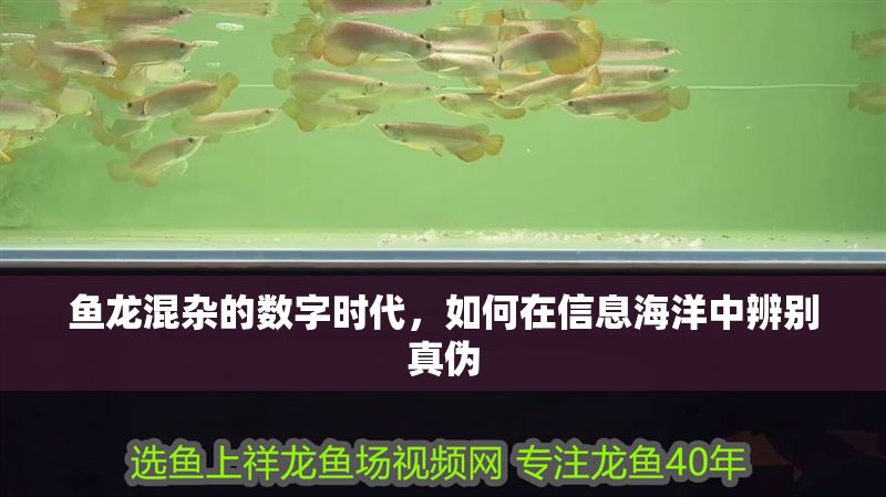 魚龍混雜的數字時代，如何在信息海洋中辨別真偽