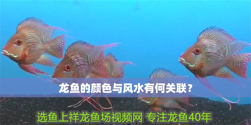龍魚的顏色與風水有何關聯？ 龍魚的顏色與風水有何關聯？ 龍魚百科