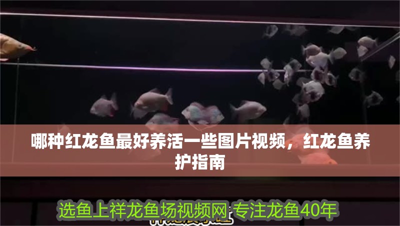 哪種紅龍魚最好養(yǎng)活一些圖片視頻，紅龍魚養(yǎng)護(hù)指南