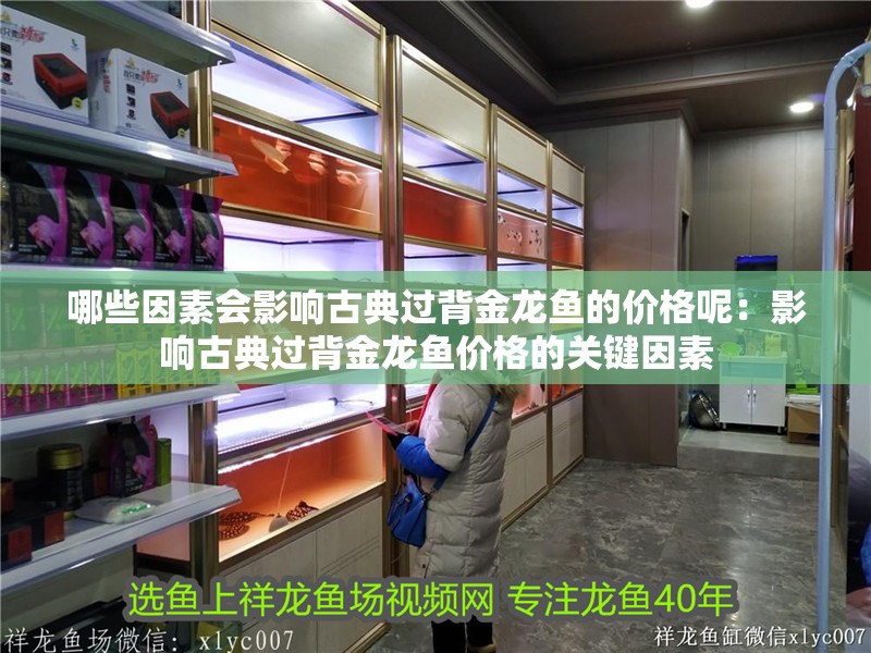 哪些因素會影響古典過背金龍魚的價格呢：影響古典過背金龍魚價格的關鍵因素