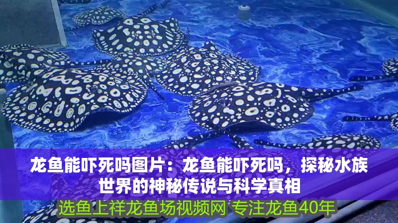 龍魚能嚇死嗎圖片：龍魚能嚇死嗎，探秘水族世界的神秘傳說與科學真相