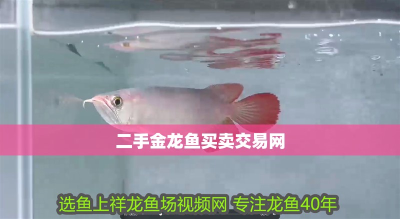 二手金龍魚買賣交易網 二手金龍魚買賣交易網 龍魚百科