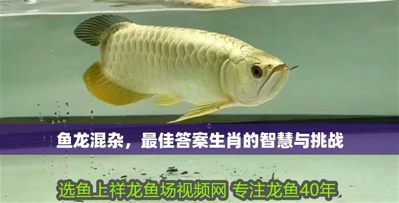 魚龍混雜，最佳答案生肖的智慧與挑戰(zhàn) 魚龍混雜，最佳答案生肖的智慧與挑戰(zhàn) 龍魚百科 第1張