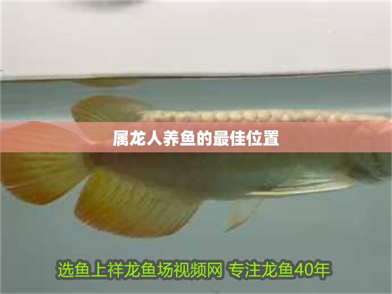 屬龍人養魚的最佳位置