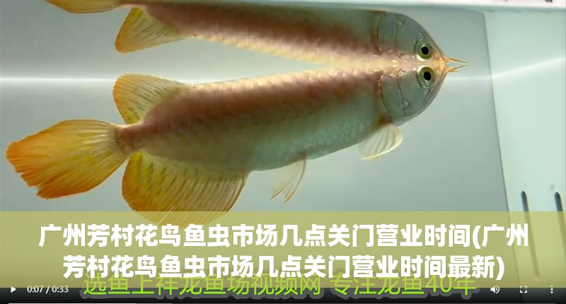 廣州芳村花鳥魚蟲市場幾點關門營業時間(廣州芳村花鳥魚蟲市場幾點關門營業時間最新)