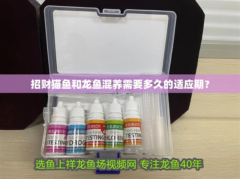 招財貓魚和龍魚混養需要多久的適應期？