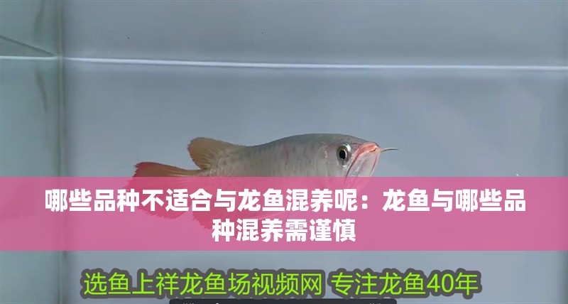 龍魚怎么出狀態：養龍魚的過程中如何讓龍魚展現出最佳狀態是一項重要的技能