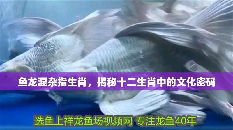 魚(yú)龍混雜指生肖，揭秘十二生肖中的文化密碼