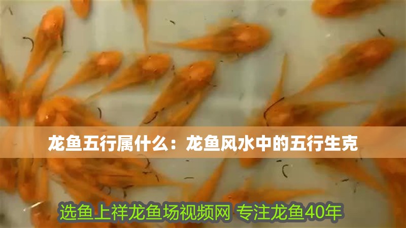 龍魚(yú)五行屬什么：龍魚(yú)風(fēng)水中的五行生克