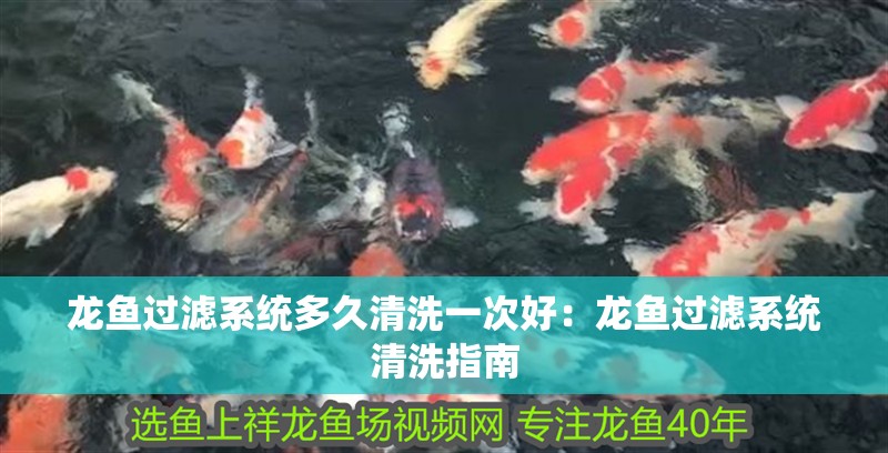 龍魚過濾系統(tǒng)多久清洗一次好：龍魚過濾系統(tǒng)清洗指南