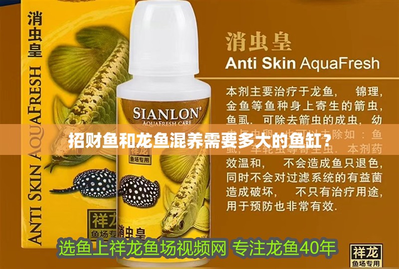 招財魚和龍魚混養需要多大的魚缸？