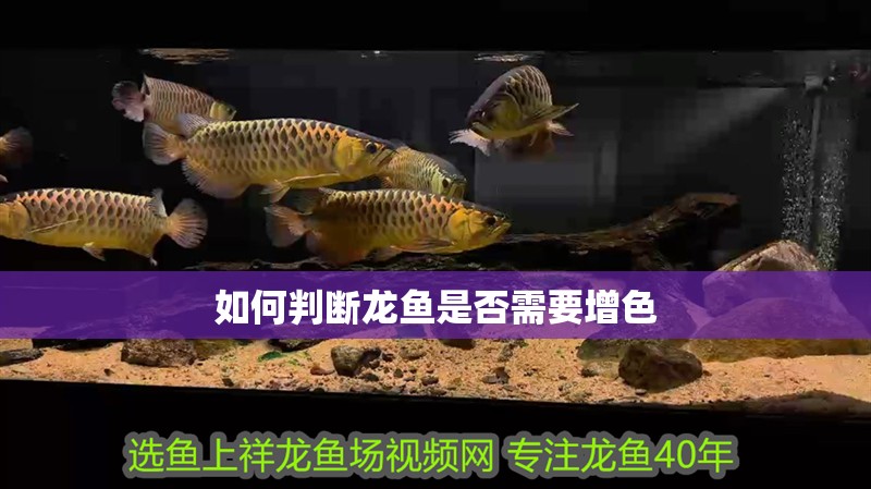 如何判斷龍魚是否需要增色 如何判斷龍魚是否需要增色 龍魚百科