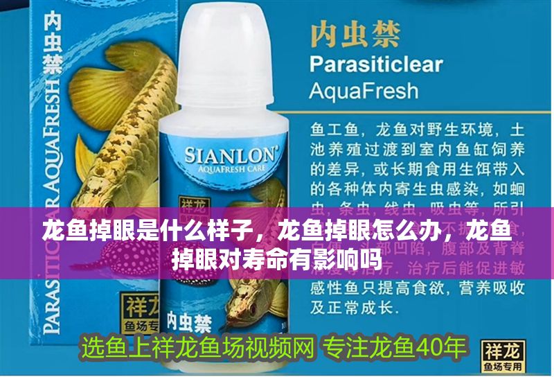 龍魚掉眼是什么樣子，龍魚掉眼怎么辦，龍魚掉眼對壽命有影響嗎