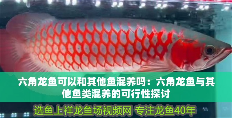 六角龍魚可以和其他魚混養嗎：六角龍魚與其他魚類混養的可行性探討