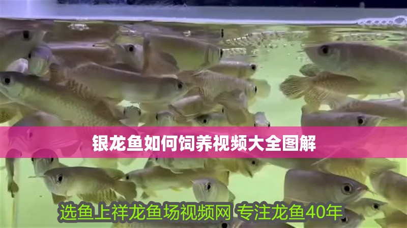 銀龍魚如何飼養(yǎng)視頻大全圖解