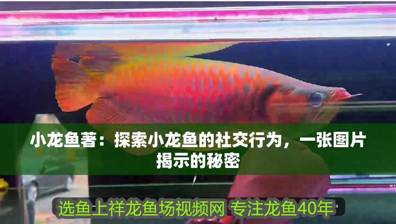小龍魚著：探索小龍魚的社交行為，一張圖片揭示的秘密