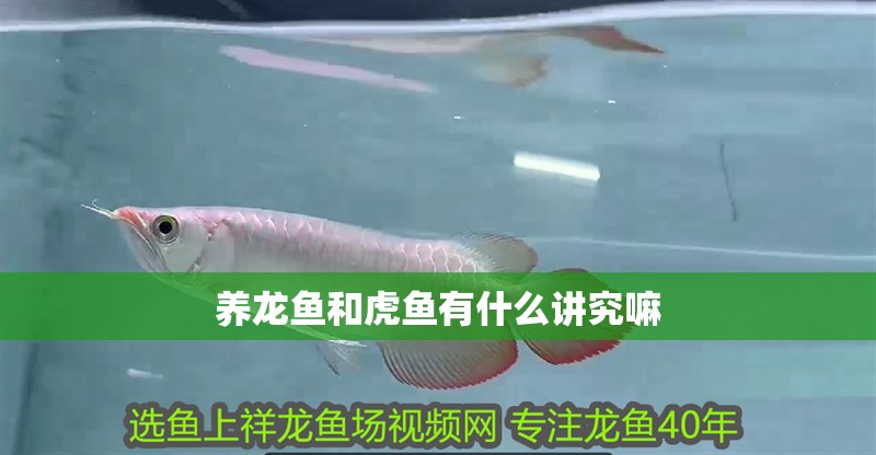 養龍魚和虎魚有什么講究嘛 養龍魚和虎魚有什么講究嘛 龍魚百科