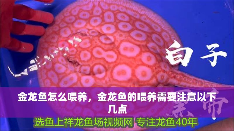 金龍魚(yú)怎么喂養(yǎng)，金龍魚(yú)的喂養(yǎng)需要注意以下幾點(diǎn)