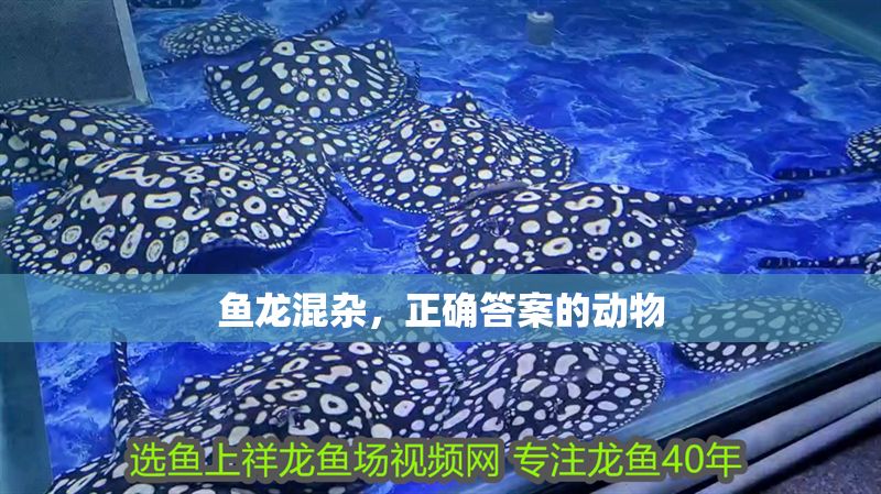 魚龍混雜，正確答案的動物