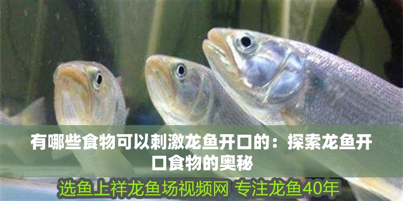 有哪些食物可以刺激龍魚開口的：探索龍魚開口食物的奧秘