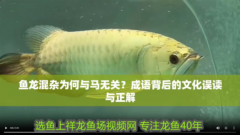 魚龍混雜為何與馬無關(guān)？成語背后的文化誤讀與正解