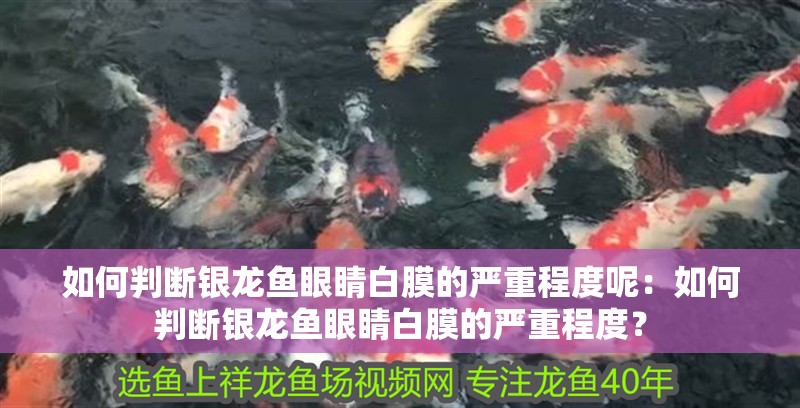 如何判斷銀龍魚眼睛白膜的嚴重程度呢：如何判斷銀龍魚眼睛白膜的嚴重程度？