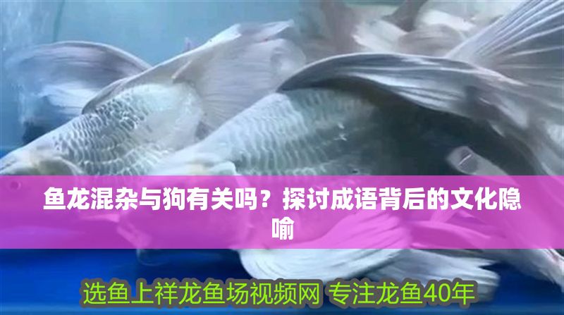 魚龍混雜與狗有關嗎？探討成語背后的文化隱喻