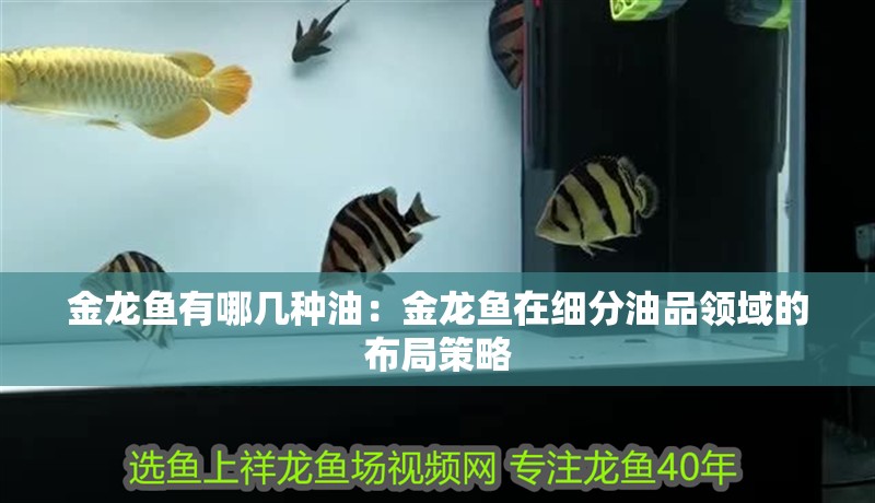 金龍魚有哪幾種油：金龍魚在細分油品領域的布局策略