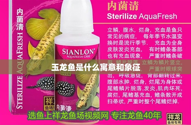 玉龍魚是什么寓意和象征