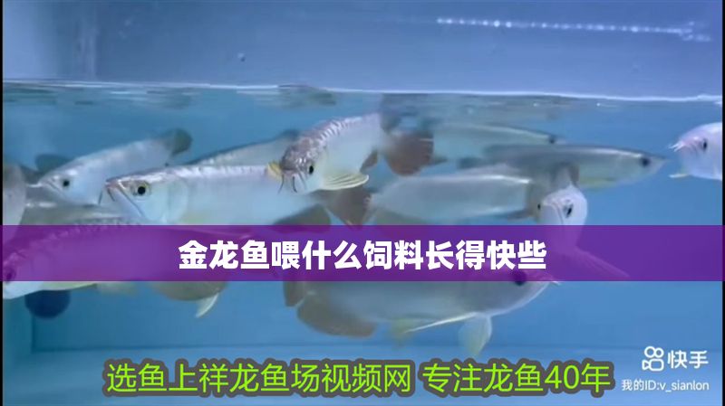 金龍魚喂什么飼料長得快些 龍魚百科 第2張 金龍魚喂什么飼料長得快些 金龍魚喂什么飼料長得快些 龍魚百科 第2張